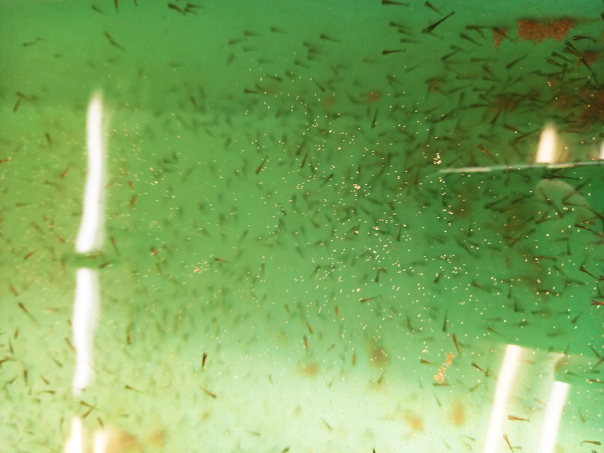 金魚の飼育、産卵、色揚げの方法など教えます 可愛い金魚のために出来る事、一緒に探してみませんか？ イメージ6