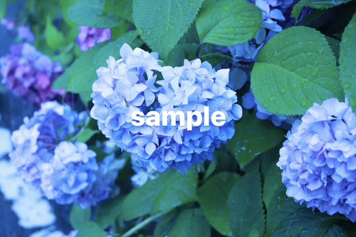 梅雨の時期におすすめ！紫陽花の写真素材を提供します 紫陽花の写真素材・1セット5枚入り イメージ5