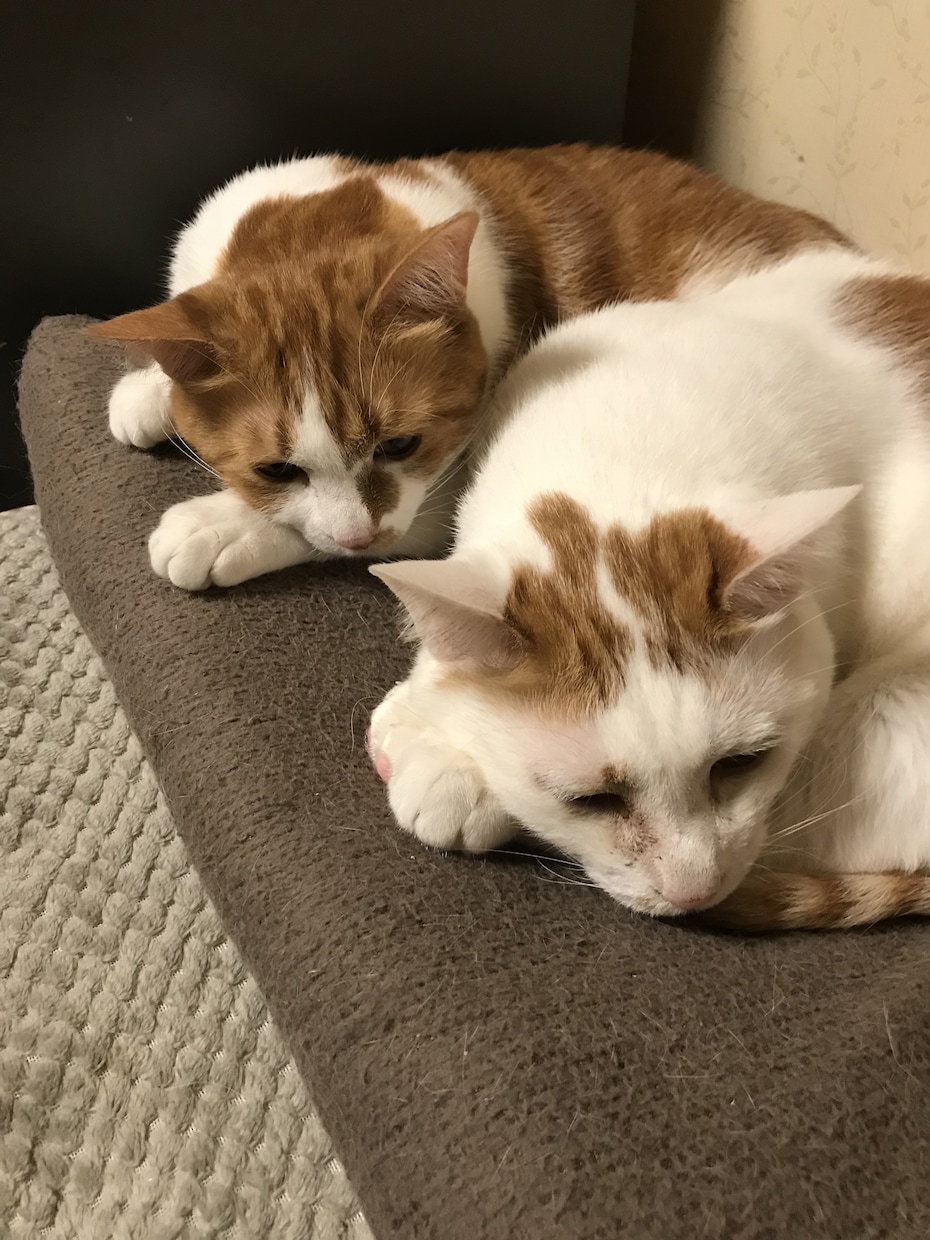 我が家の激カワ猫で癒しを差し上げます 精神的に疲れた時にいつも元気にしてくれるウチの自慢の猫の画像 イメージ5
