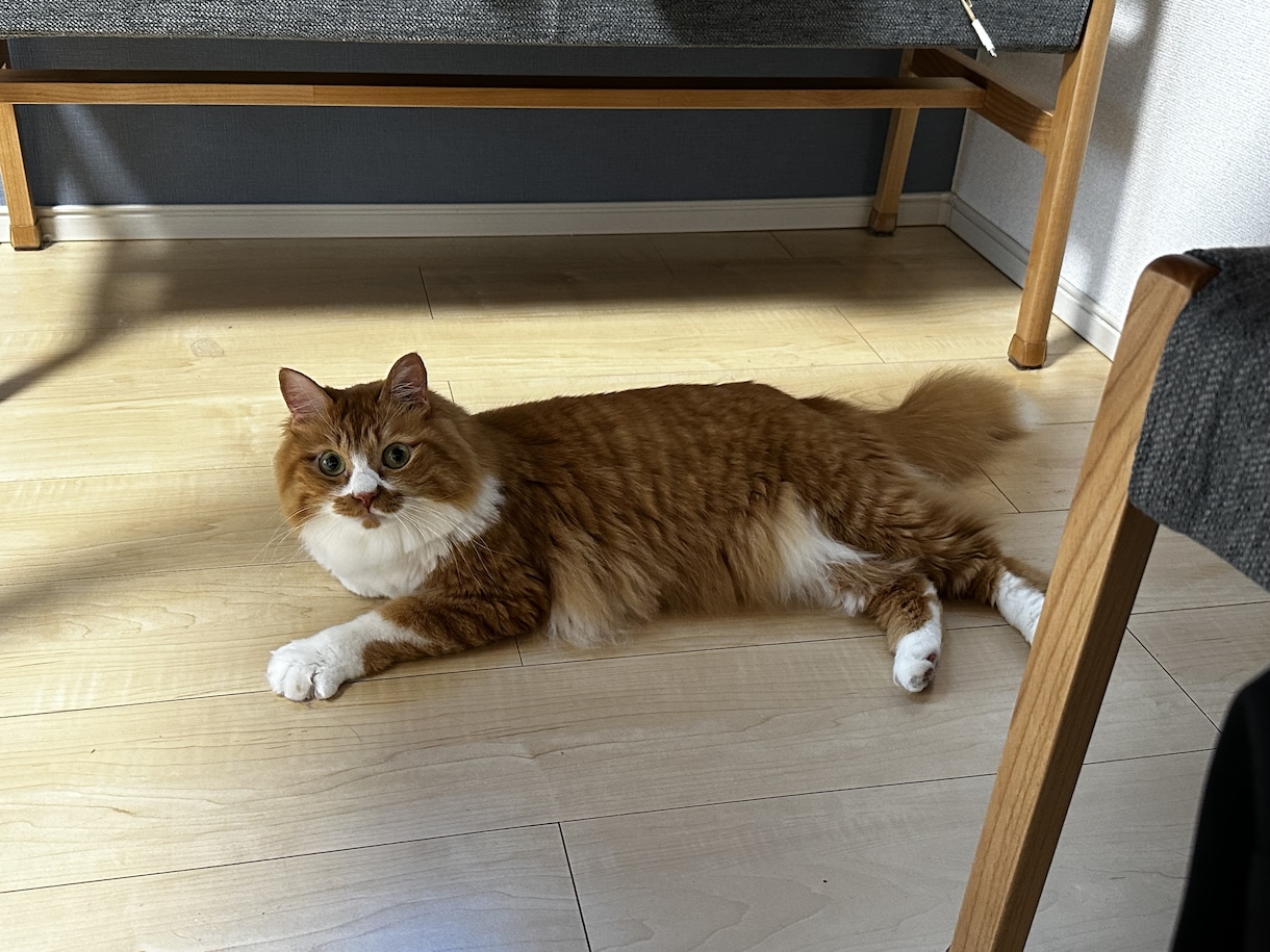 犬・猫・小動物・爬虫類のお悩みお聞きします 動物看護師の目線で大切なペットとの生活についてお聞きします イメージ2