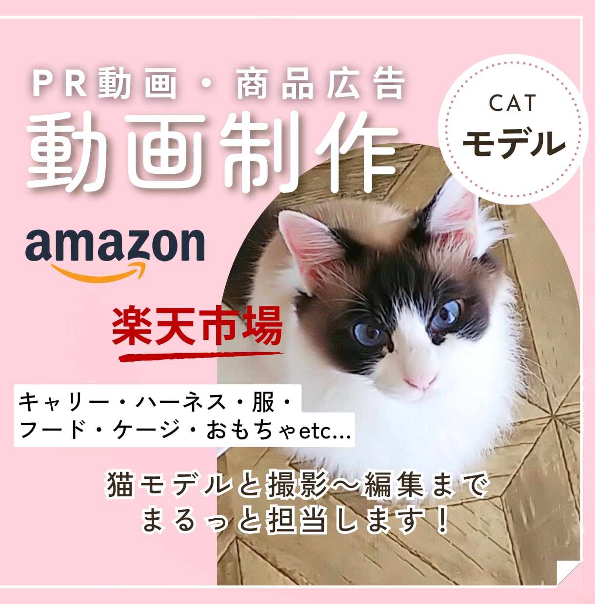 猫モデルとペット商品撮影&広告動画制作いたします ˗ˋˏ商品・サービスの魅力を伝える飽きさせない動画制作ˎˊ˗ イメージ1