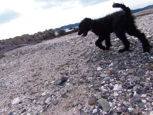 愛犬の育児に正しい知識を持って取り組みましょう。 イメージ2