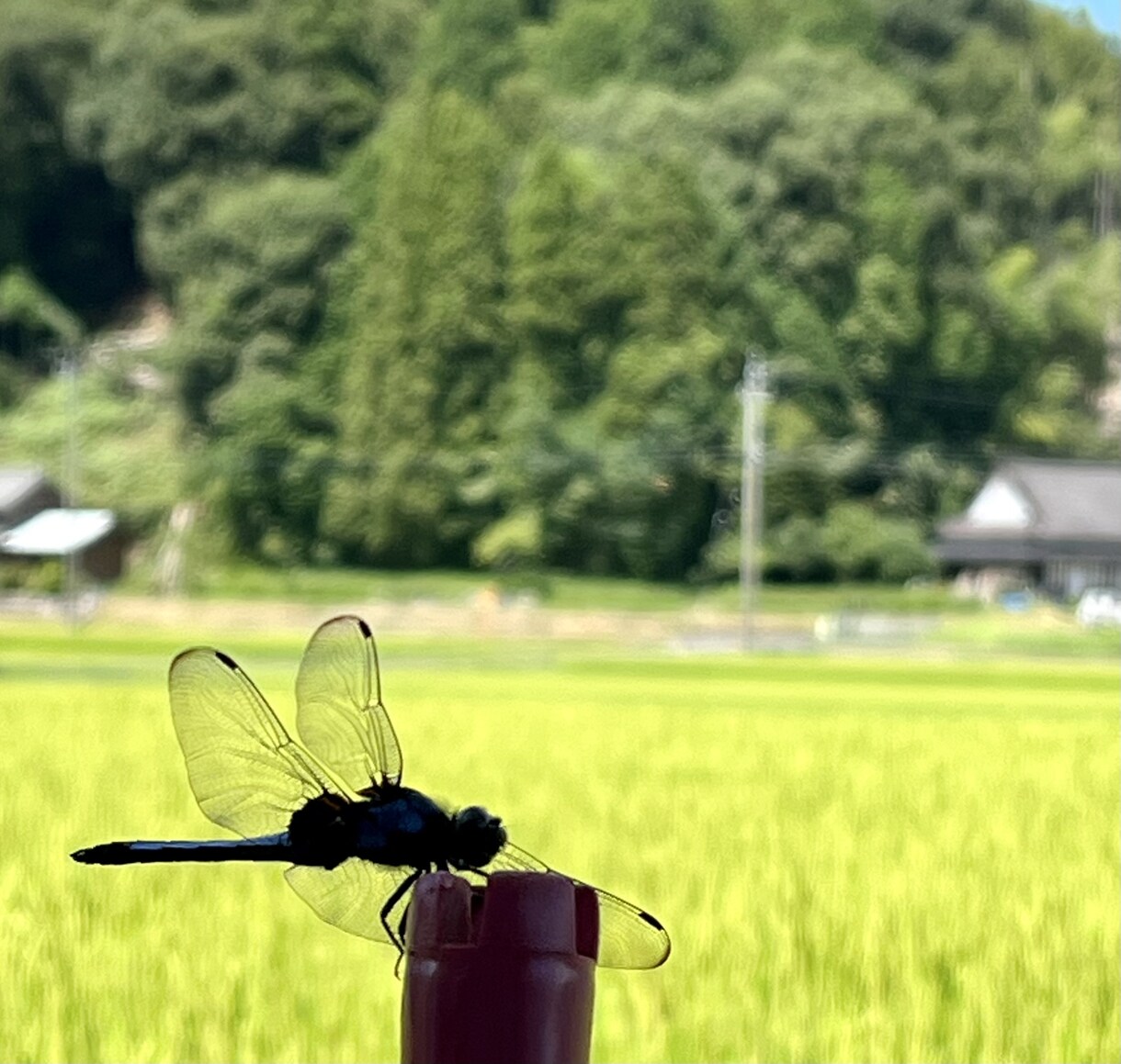 自分の手持ちのカメラで写真を撮ります 息をのむほどの自然の美しさをお届けします！ イメージ6