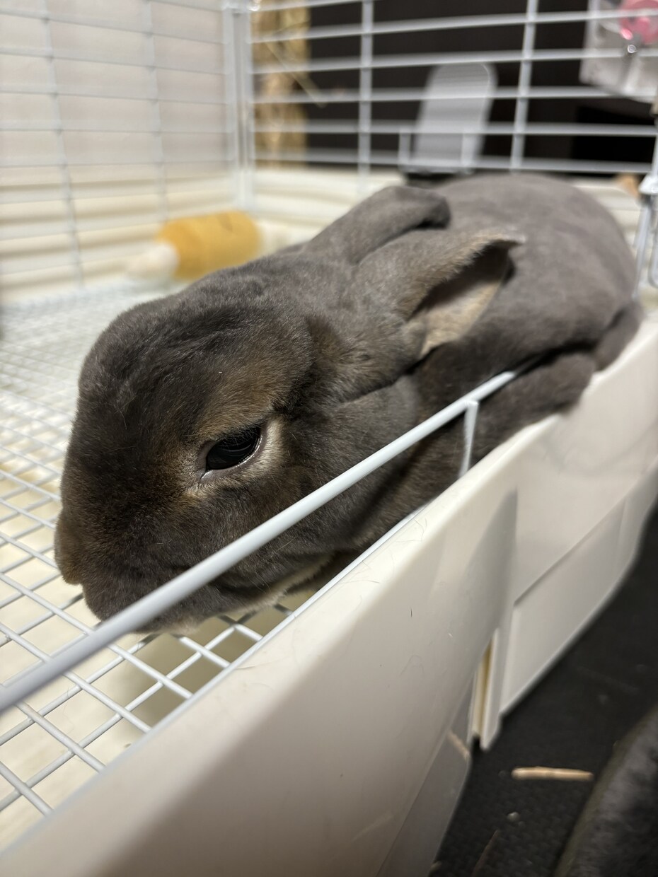 大事なペットのかわいい自慢聞きます 大好きな家族のお話しましょう！ イメージ2