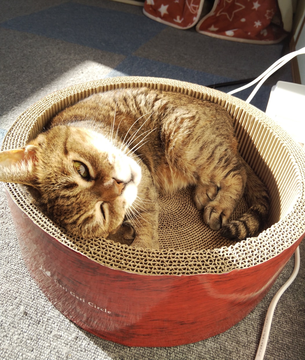 保護猫についてボランティア歴7年の私が教えます 保護猫を飼いたい✨ボランティアをしたい✨疑問にお答えします！ イメージ4
