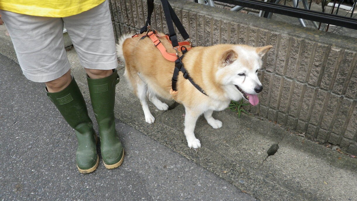 大型の老犬・障害犬の介護ハーネスを製作します 立ち上がり補助や歩行介助の初期から、終末期ケアまで使えます イメージ5