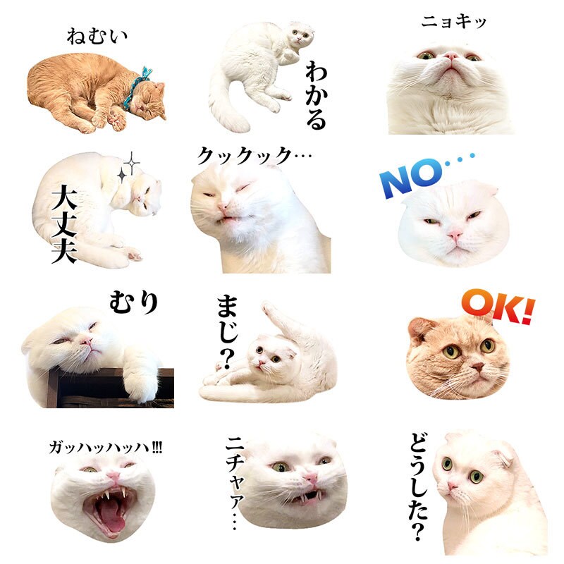 ペット、お子様のお写真でLINEスタンプ作ります 可愛くシュールに！アレンジしてお作りします。 イメージ5