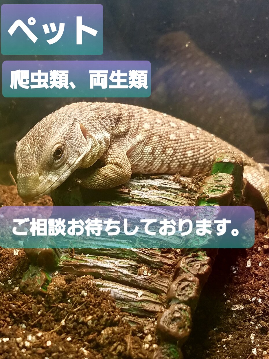 これから動物をお迎えしたい方相談お待ちしております 爬虫類と両生類に強いです。よろしくお願いします。 イメージ1