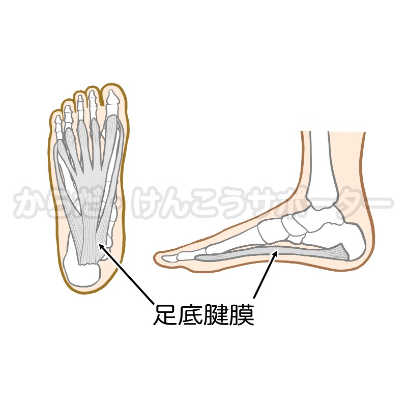 病院・整骨院・治療院向けイラストを作成します ☆解剖学・生理学・運動学などのエビデンスが必要な方へ☆ イメージ7