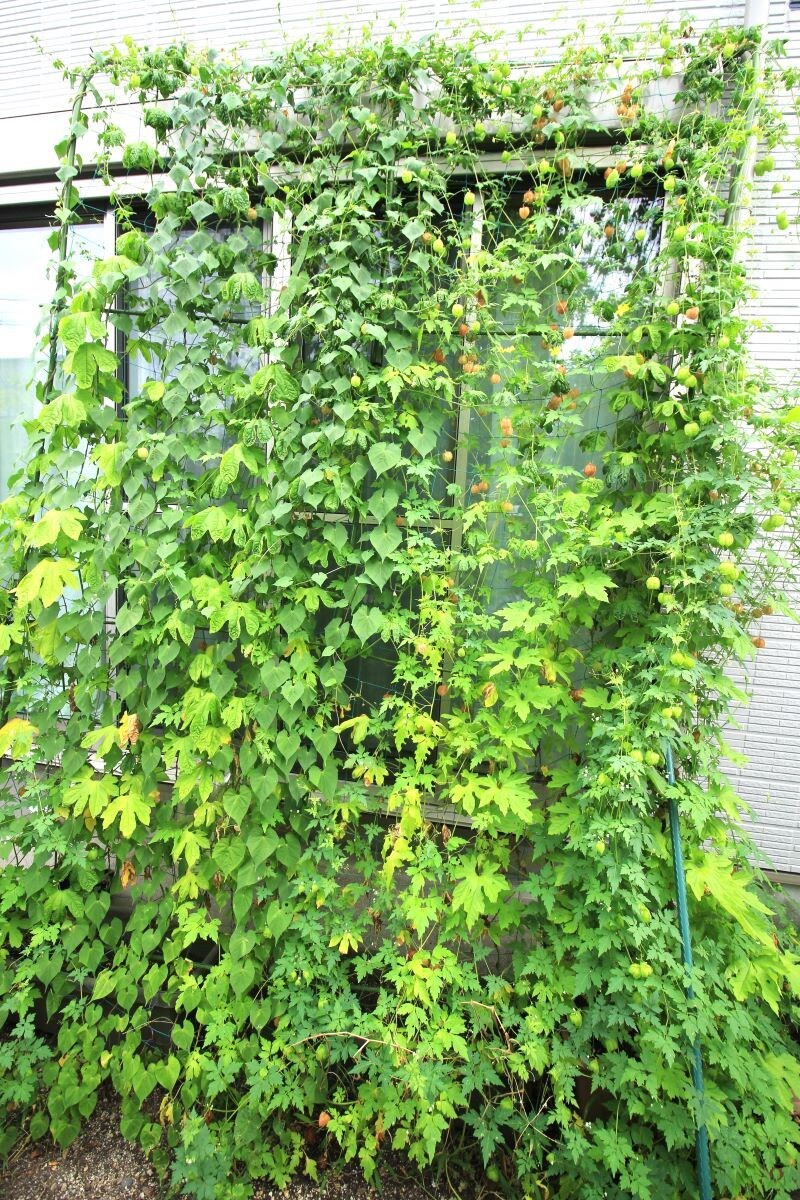 家庭菜園作りのご相談に乗ります 家庭菜園を家族で楽しみたい方、サポートさせて頂きます! イメージ5