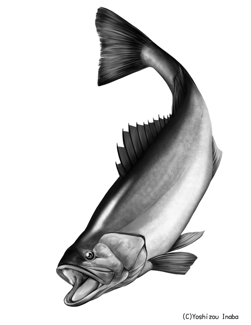 魚系イラストをギョギョっと作成します ☆魚系イラストレーターがリアル系からデフォルメ系まで対応！ イメージ5