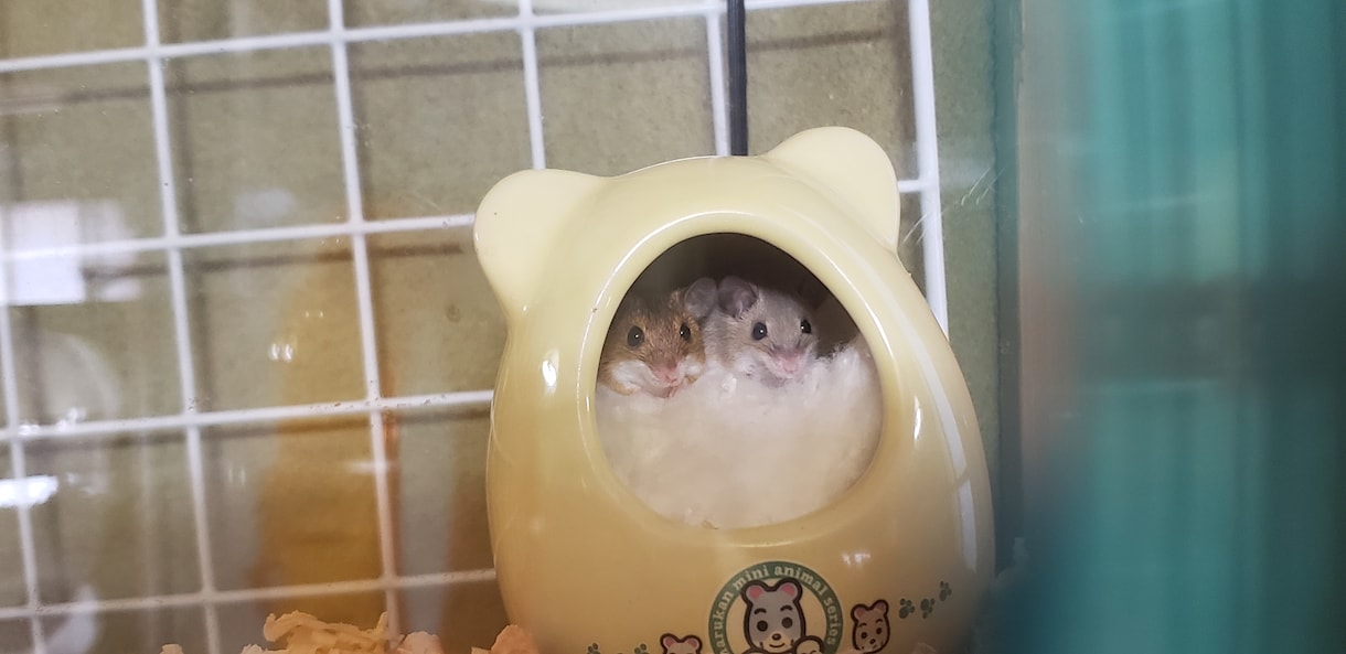 小動物に関するお悩み相談お受けします 飼い方、選び方などなどなんでもお問い合わせください！ イメージ8
