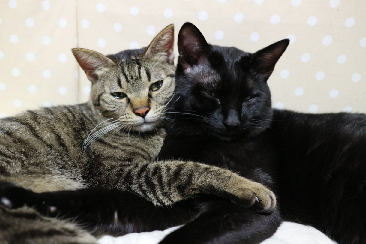 猫プロが撮った写真集あります 猫大好きな猫好き猫ままです！猫の写真提供 イメージ2