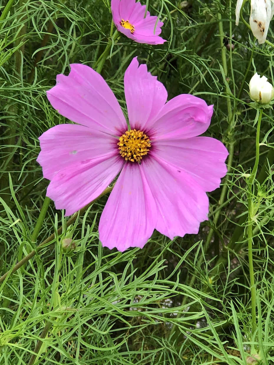 写真撮影を代行します 癒しを求めるきれいな景色を探して！！！ イメージ2
