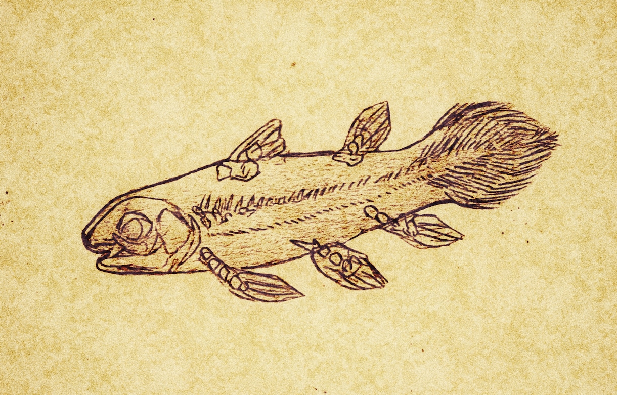 海や川の生き物の絵を描きます 骨～生体までをシンプルにして描きます イメージ1