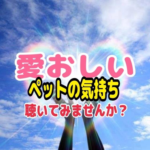 ペットの気持ち、金運、恋愛運、仕事など1つ占います 相手の気持ち、進むべき道を寄り添い開道いたします イメージ1
