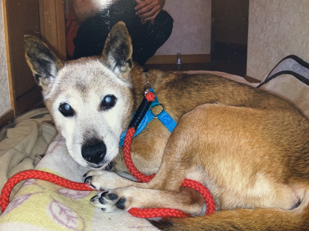 この子を家族に迎えて大丈夫？☘ご縁と時期を占います 犬猫ほかペット全般｜女性専用・最短5分から承ります イメージ8