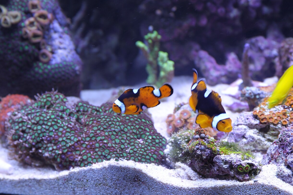 初心者大歓迎！水槽設置の具体的プランの提案します 魚を買ったことがない人が家に綺麗な水槽を設置するのをお助け！ イメージ3