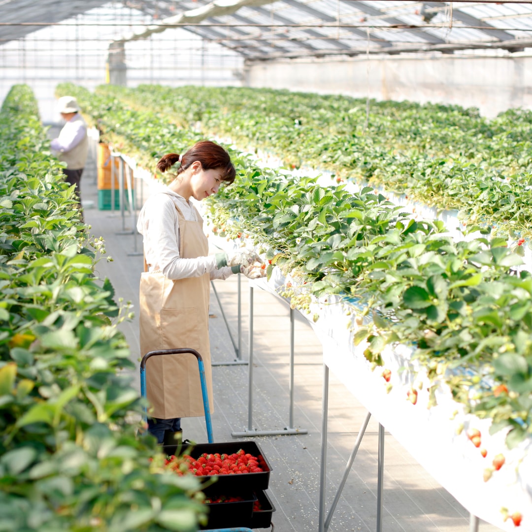 QS肥料を施用したイチゴ栽培のコンサルが出来ます 二度と困らない…栽培マニュアルを作成するサポートを致します！ イメージ6