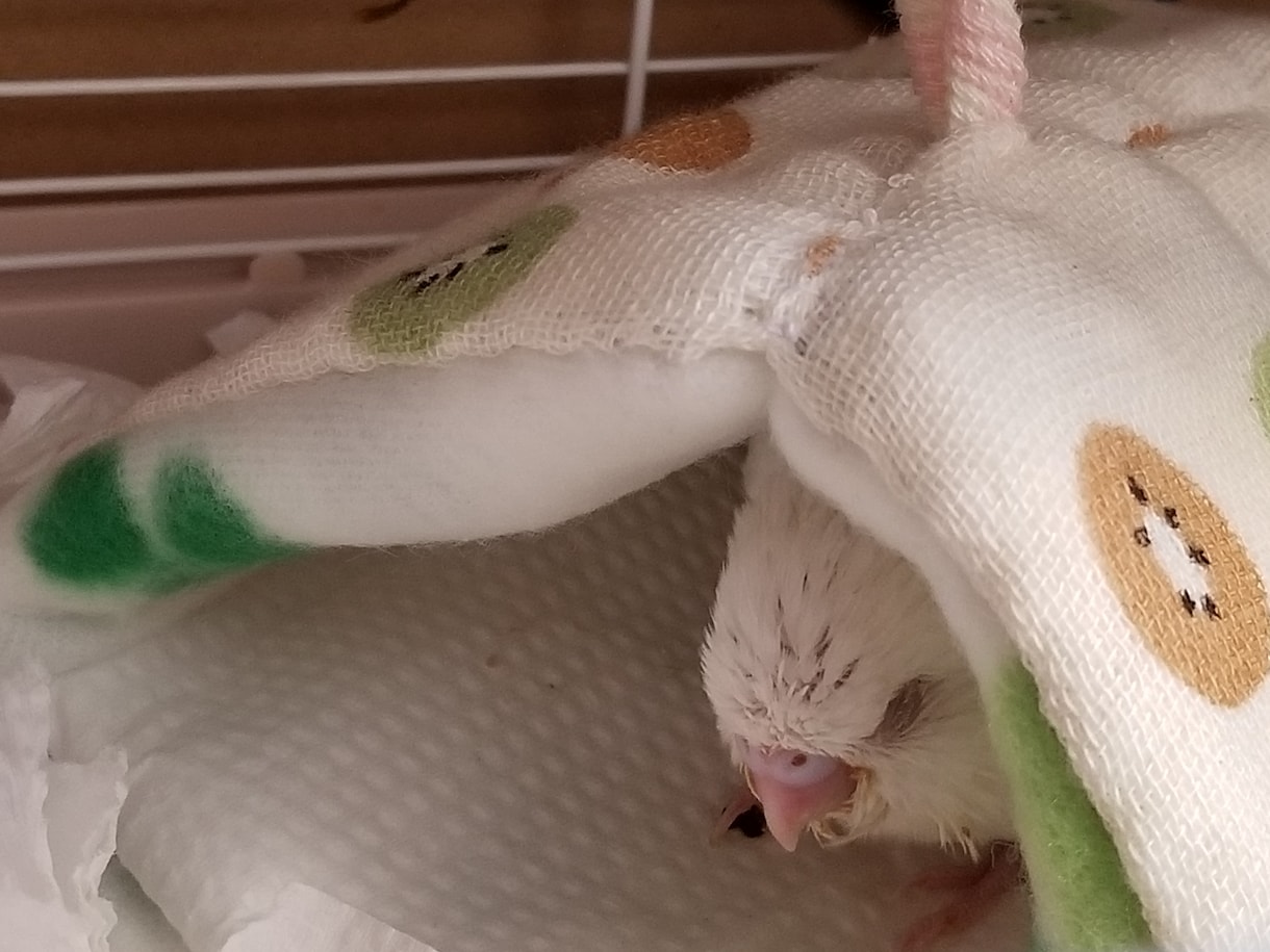 セキセイインコを初めて飼いたい人の相談にのります セキセイインコを１年以内で亡くしている方、初心者の方向け イメージ2