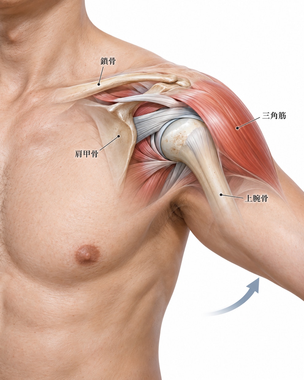 参考画像・資料・ラフから 伝わる説明図を作成します 複雑な内容を、用途に合った見やすい図へ整理します イメージ3