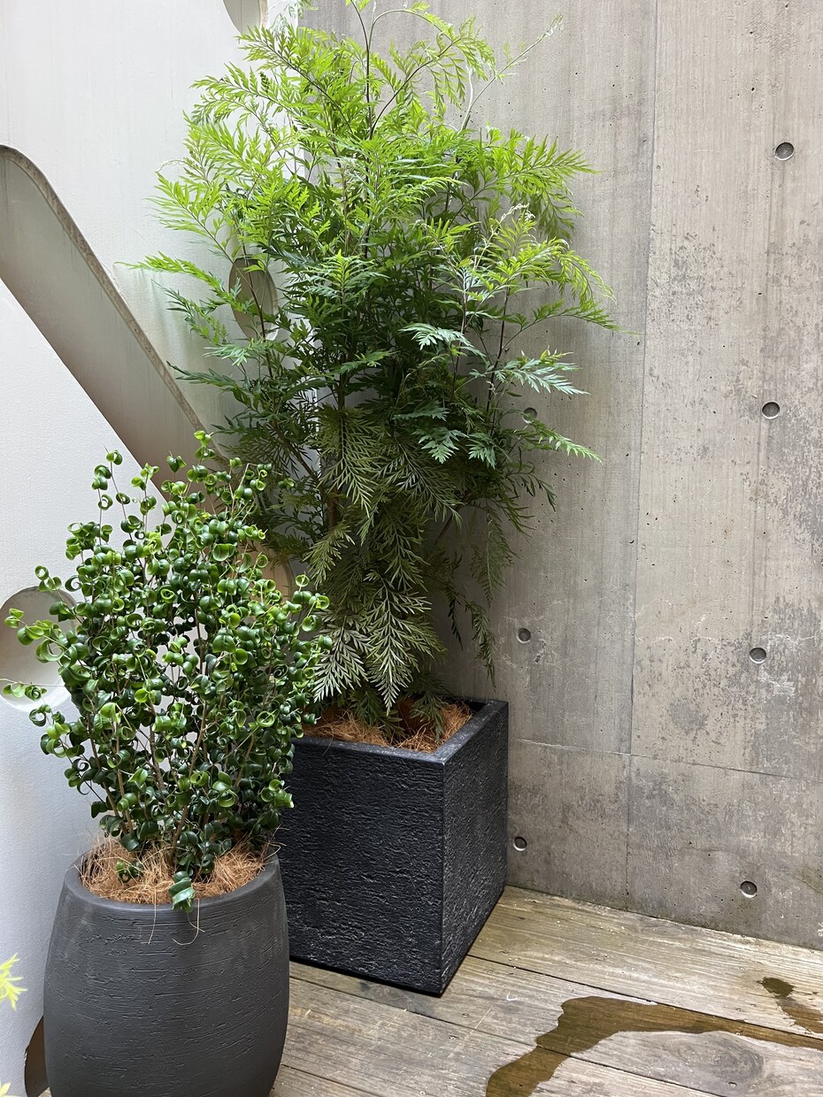 植物のプロが観葉植物のお悩みに答えます 元代官山の花屋の店長がアドバイス イメージ7