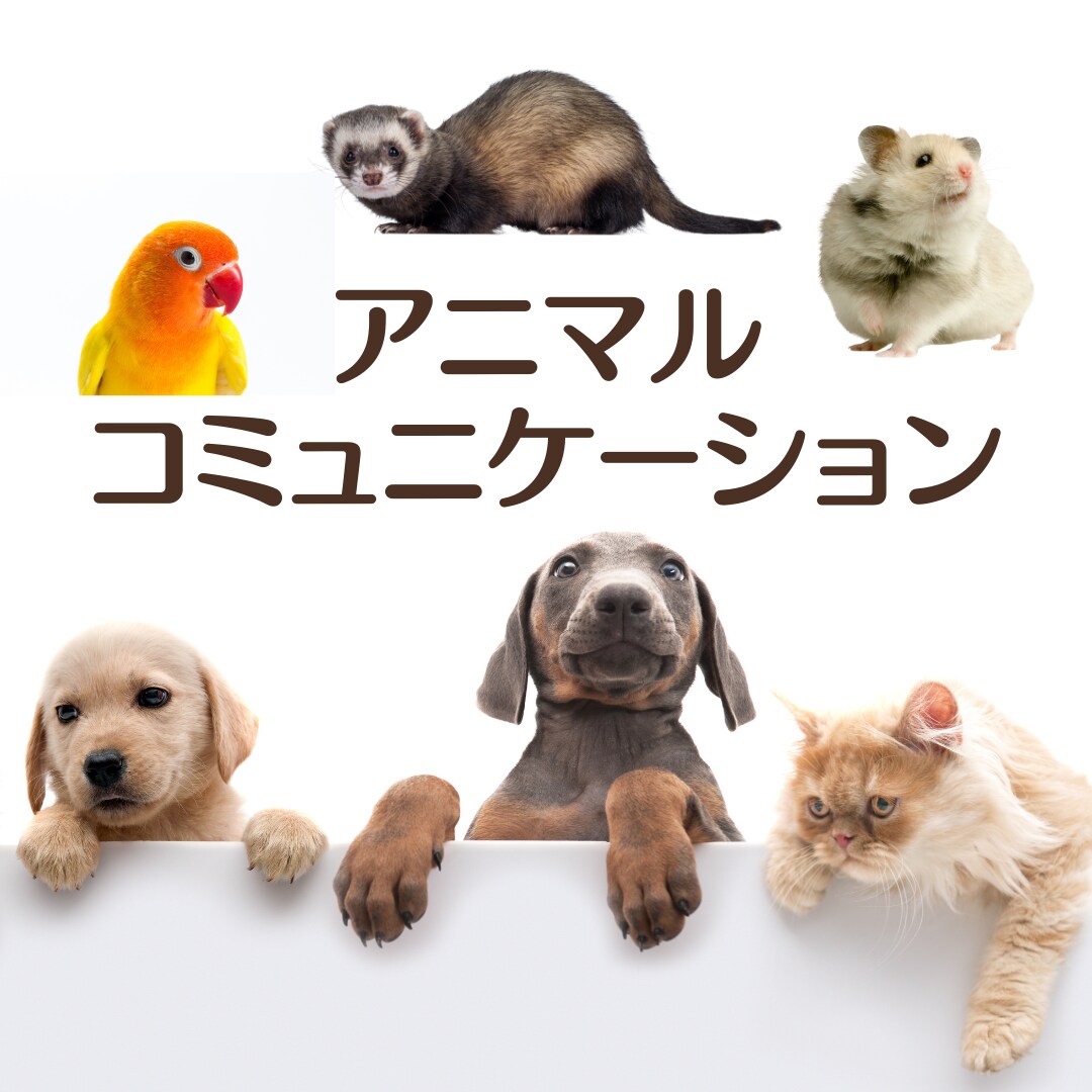 アニマルコミュニケーションでペットの声を聞きます ★うちの子の気持ちを知りたい方★ イメージ1