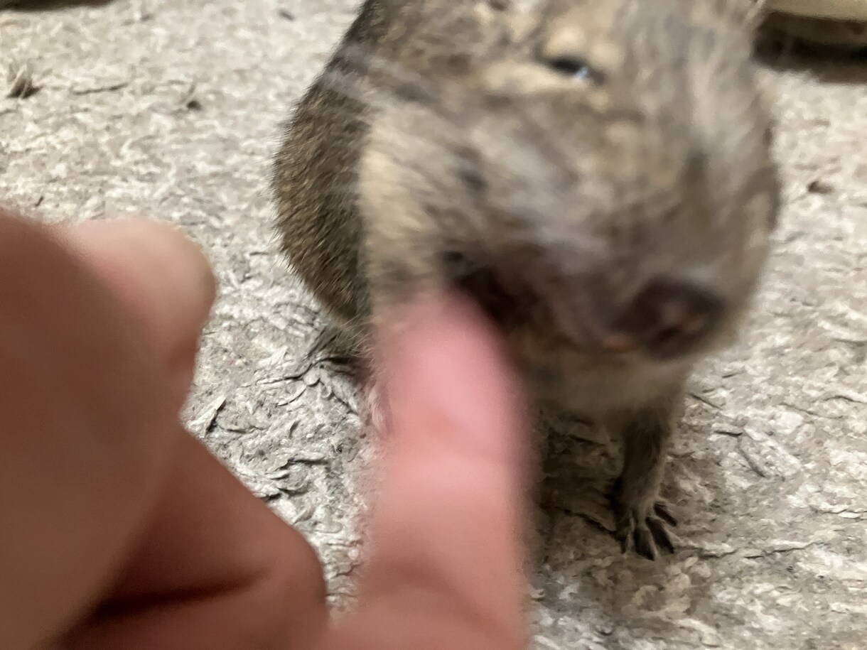 犬猫小動物魚｜生き物好きの相談や自慢話を聴きます 幅広い飼育経験と保護経験でペットと飼い主をサポート イメージ8