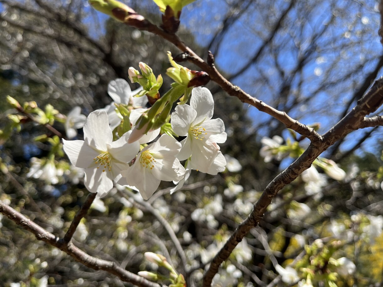 春の写真素材提供します 主に春を感じられる花々の写真を提供します イメージ7