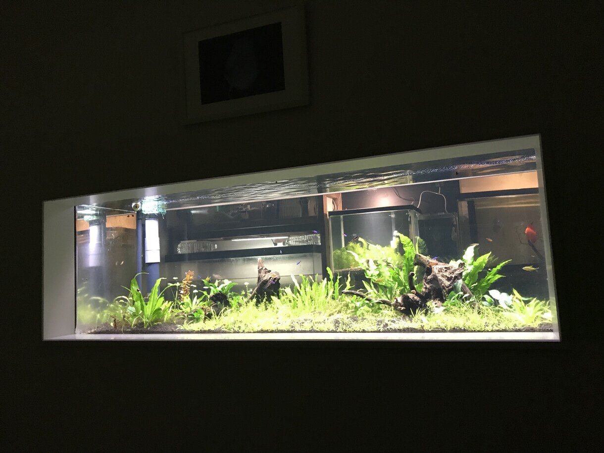 熱帯魚を始めたい方、サポートいたします 熱帯魚、海水魚飼育歴15年のナースマンです。 イメージ1