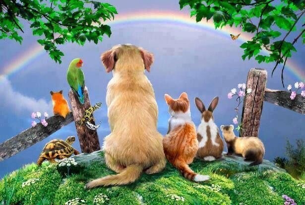 動物(アニマル)リーディングをします チャネリングとエンパス能力で動物のお気持ちを受け取ります。 イメージ1