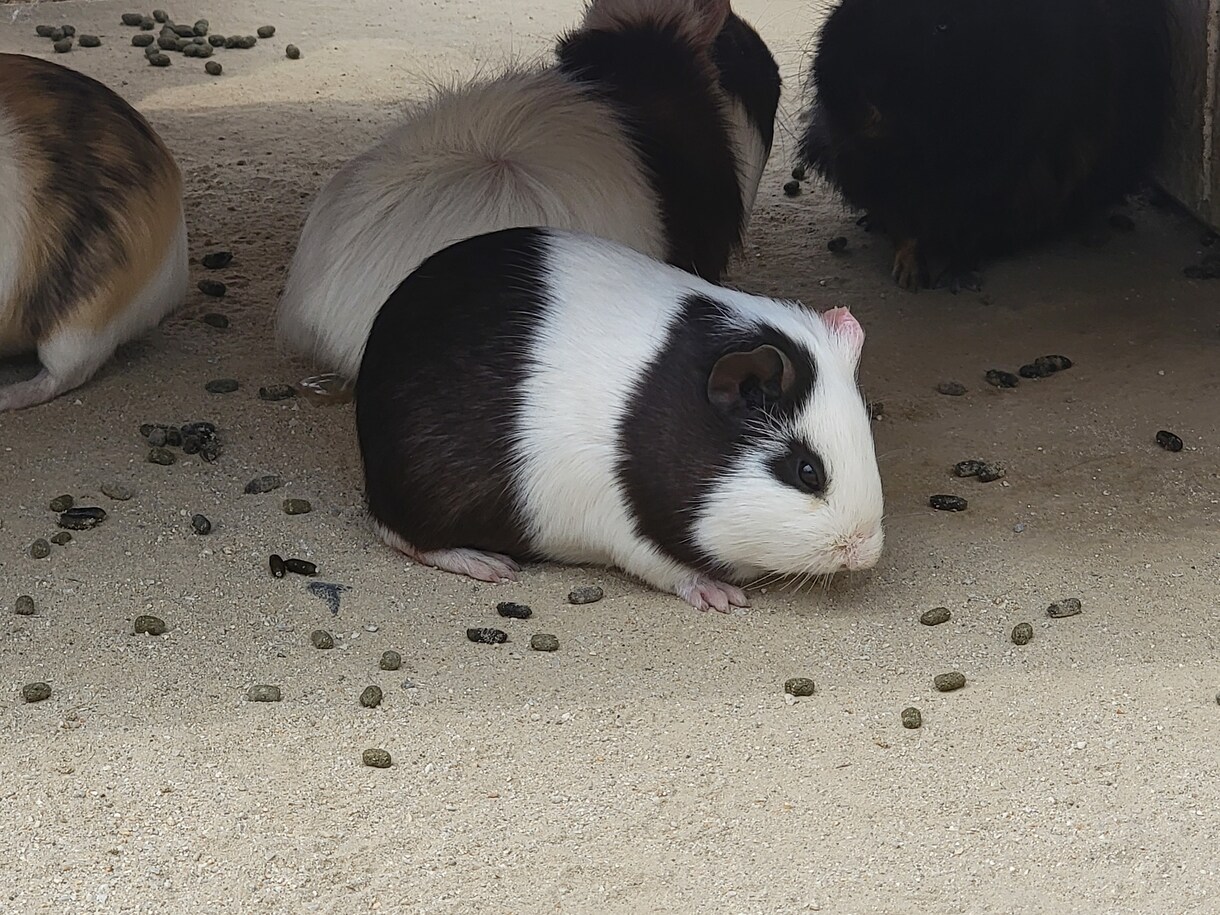 自然の風景と、たまに動物が紛れます 自然の癒し、掛け替えのない風景大地の雄大感。出会う動物たち イメージ5