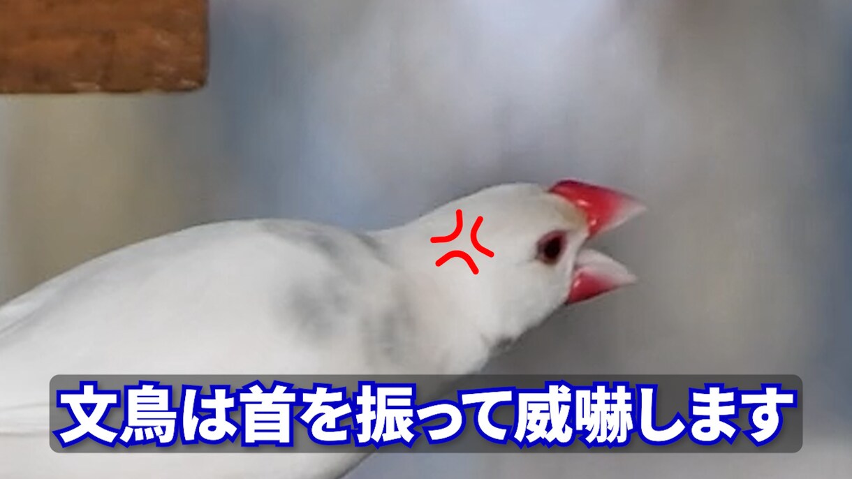 動画のフルテロップ挿入承ります 面倒なフルテロップ正確に挿入します イメージ4