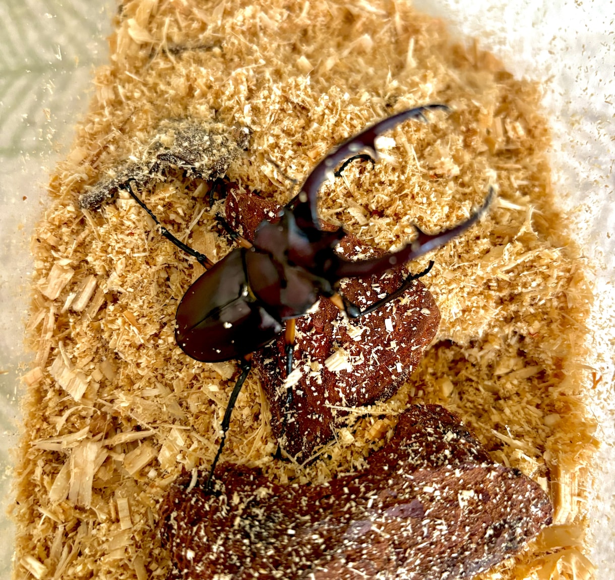 カブト・クワガタの飼育、ブリードの相談に乗ります カブト・クワガタの飼育やブリード、何でもお任せください。 イメージ2