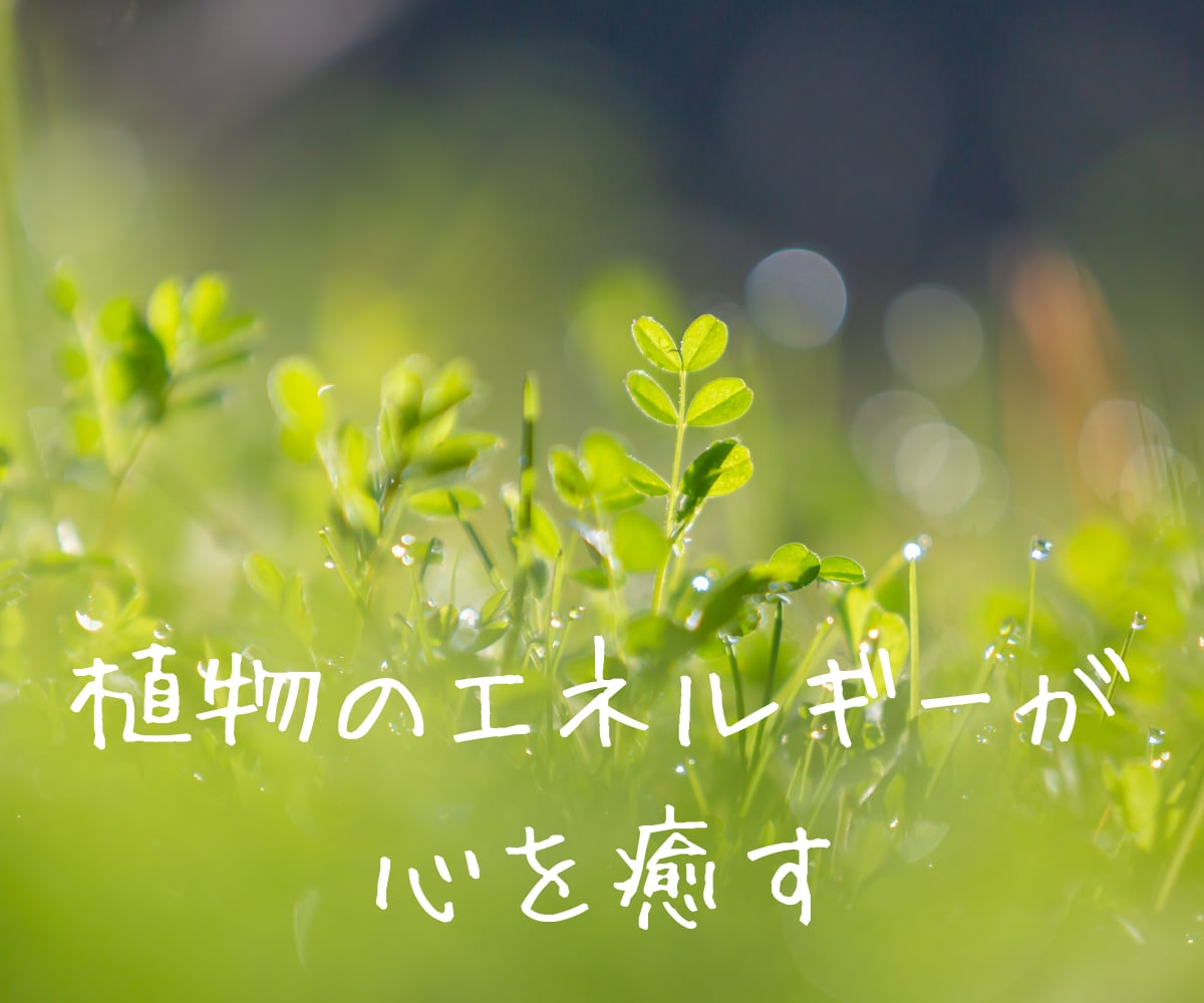 心を楽にして望む幸せへ繋がるバッチフラワー選びます 感情を癒し本来のあなたの力を取り戻す✨植物のエッセンス✨ イメージ6