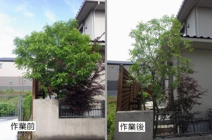 剪定の相場診断＆DIYアドバイスします プロの手で美しく。剪定の見積もり診断、写真で簡単に対応。 イメージ3