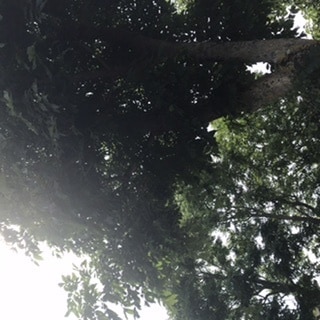フラワーエッセンスについての講座を開催します お花や自然界の力はとても凄いですよ イメージ5