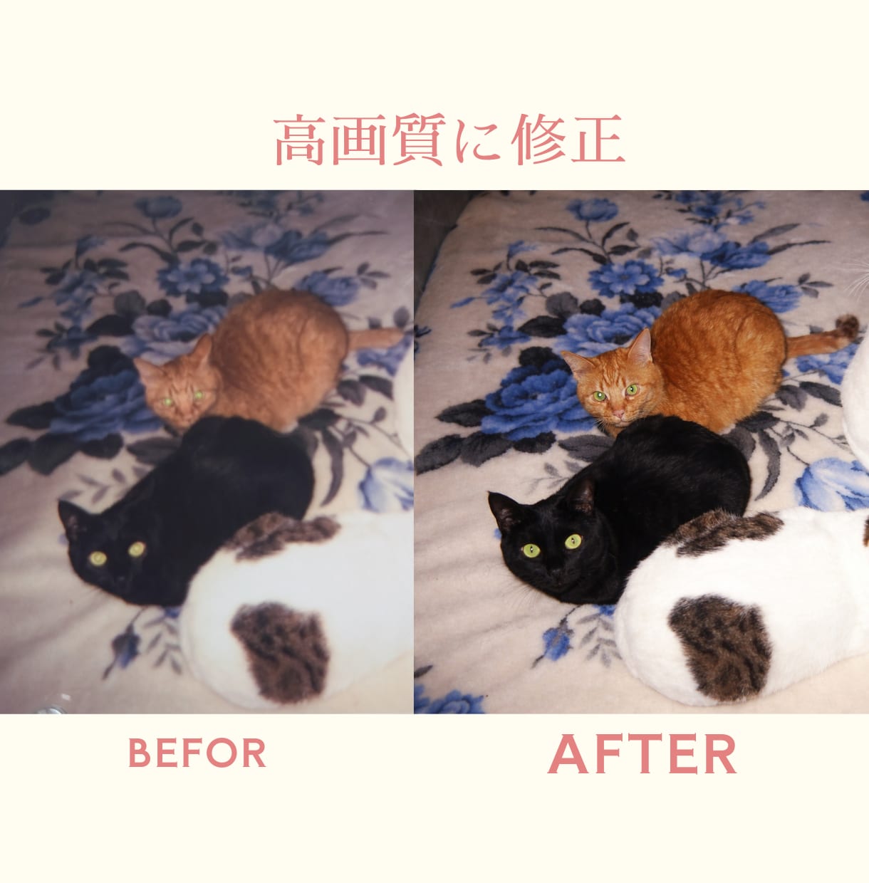 人物やペット写真をキレイに補正します 明るく・キレイに、大切な一枚を蘇らせます！！ イメージ9