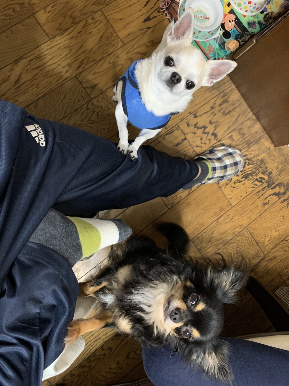犬猫の相談何でも受けます 話す事でお互いもっと犬猫を好きになれれば良いなと思います！ イメージ3