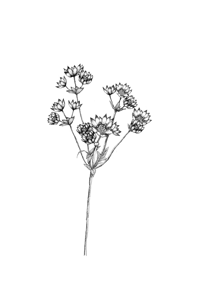 あなたのお好きな花束、描きます お好きな花束データ制作いたします。 イメージ5