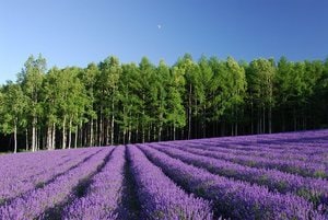 本日1時間以内鑑定可・タロット占いします タロット占い恋愛、仕事、金運など鑑定します。お気軽に！ イメージ1