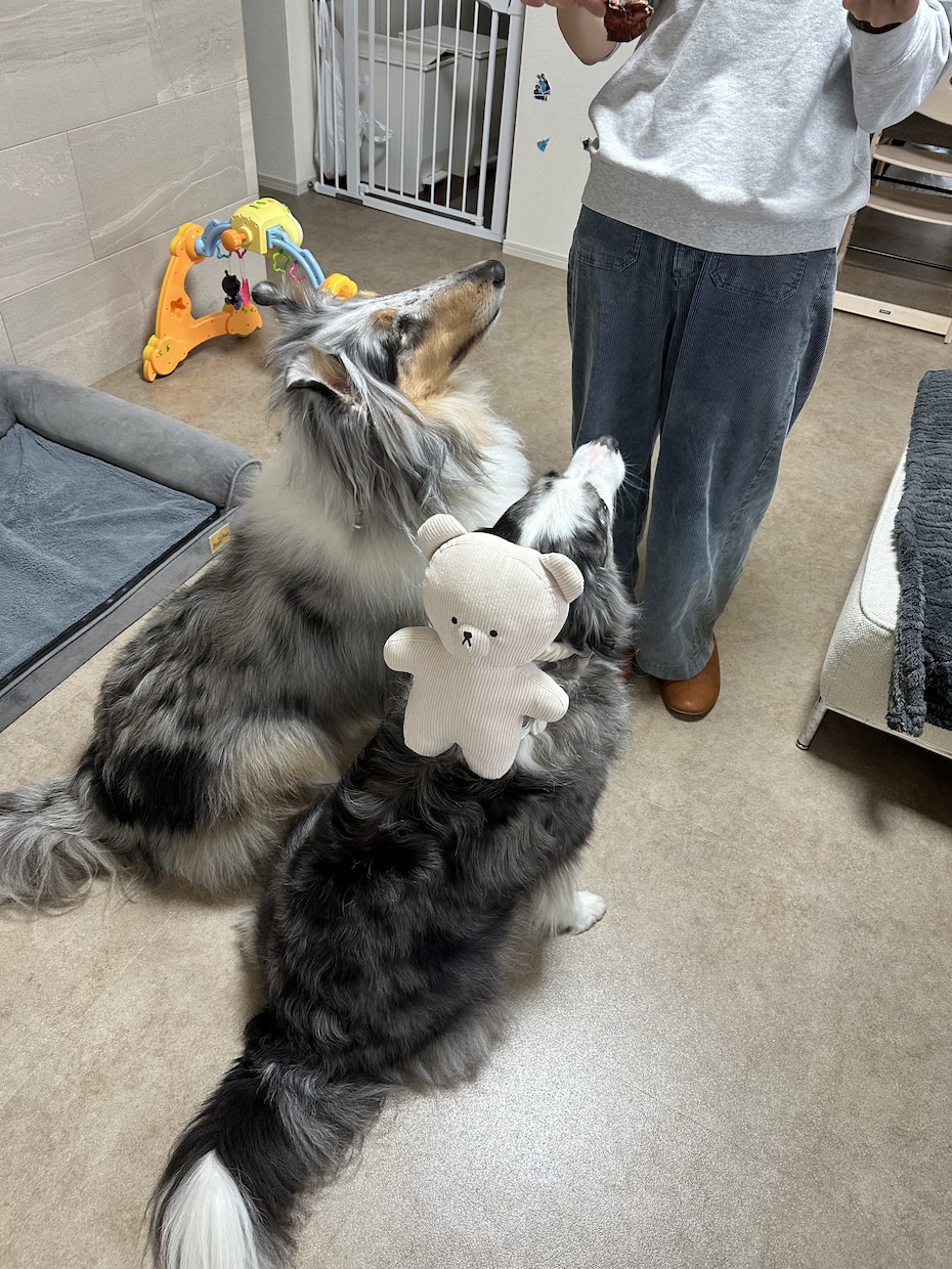愛犬の間取りや内装の悩みをプロが解決します 現場監理15年×愛犬家！安全な間取りや内装をアドバイス イメージ1