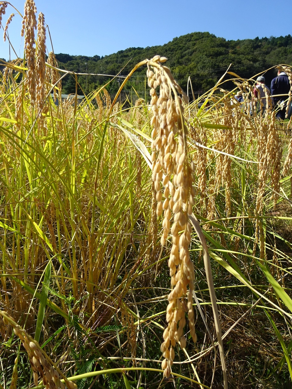 日本酒に関する素朴な疑問にお答えします 数年前の私に教えてあげたい事を、できるだけわかり易い言葉で イメージ2