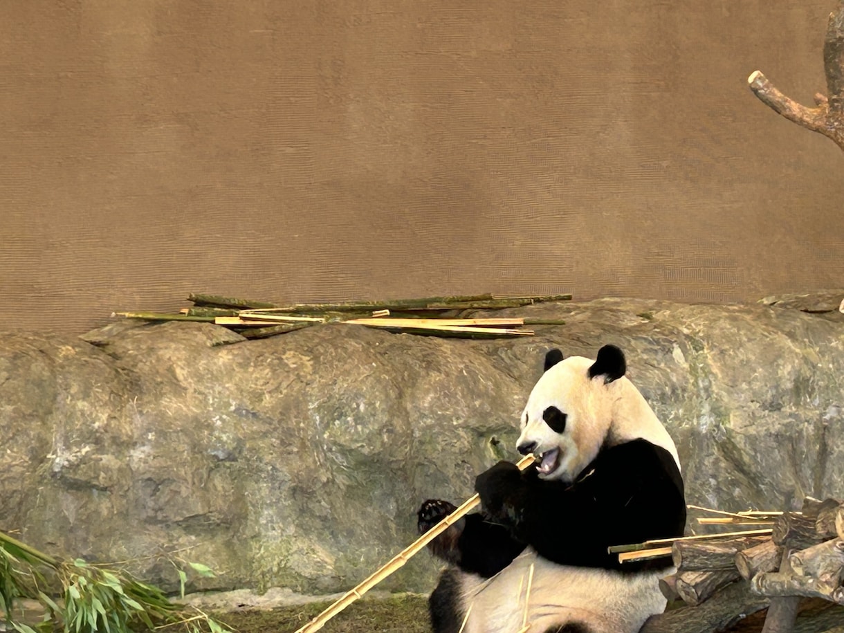 動物園の写真　【先着5名】　5→10枚提供します 商用利用OK！掲載写真全て、各種画像・動画に使えます！ イメージ5