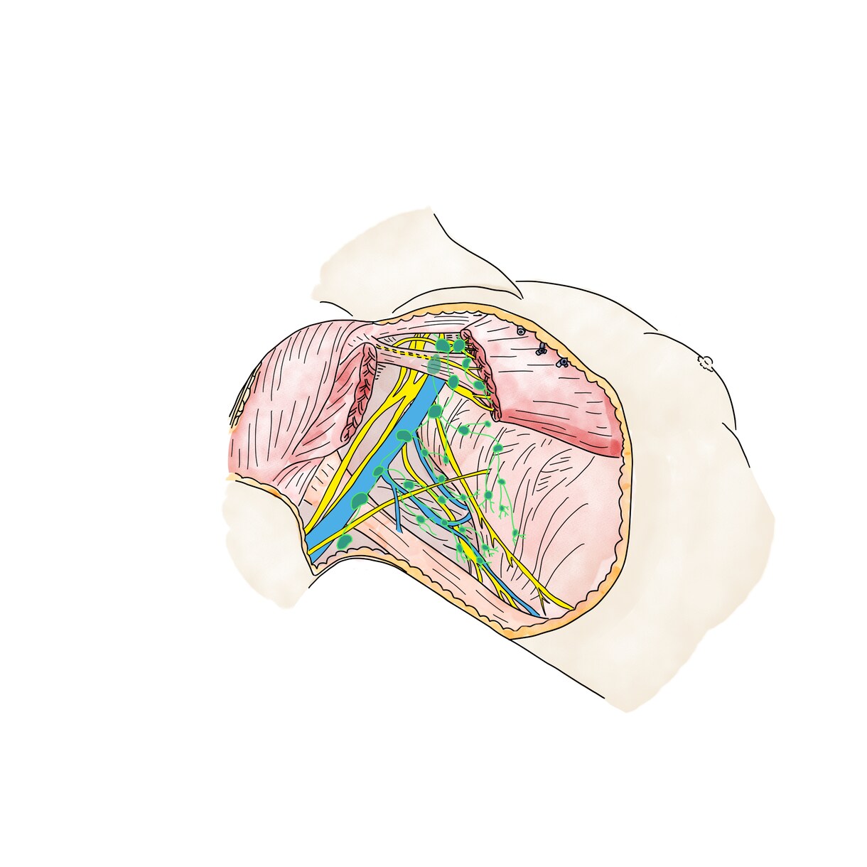 医療従事者の方オススメ！医療系の挿絵制作します 学会やプレゼンで使う資料の挿絵採用実績あり イメージ1