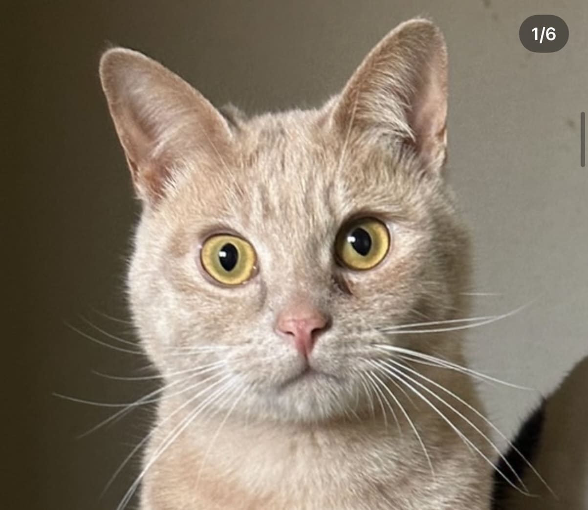 世界に1つペットで消しゴムはんこ作ります 家族であるわんちゃん猫ちゃんの消しゴムはんこ作ります イメージ3