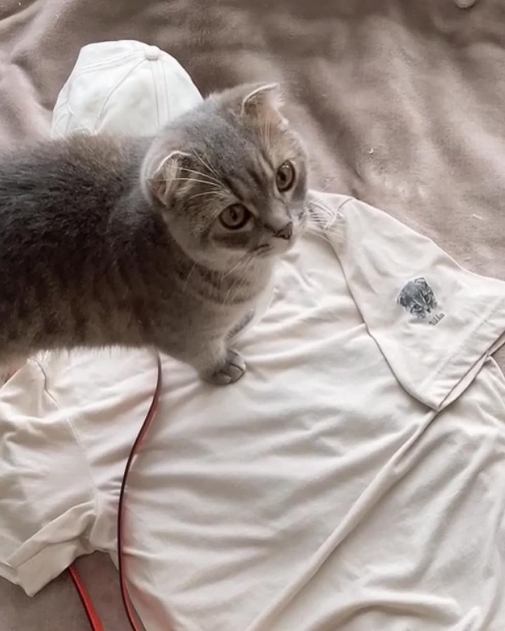 うちの子グッズ・T-shirt ペット 作成します ペットの写真を 油絵風のモノクロ画に加工してプリント♪ イメージ2
