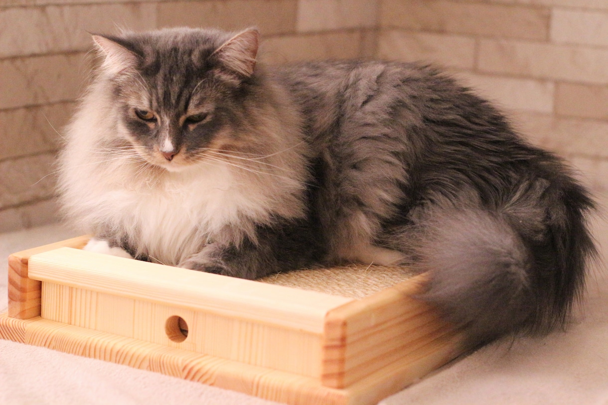 猫限定！！猫についてのお悩みや飼い方を相談できます キャットケアスペシャリスト・キャットシッターが回答します。 イメージ3