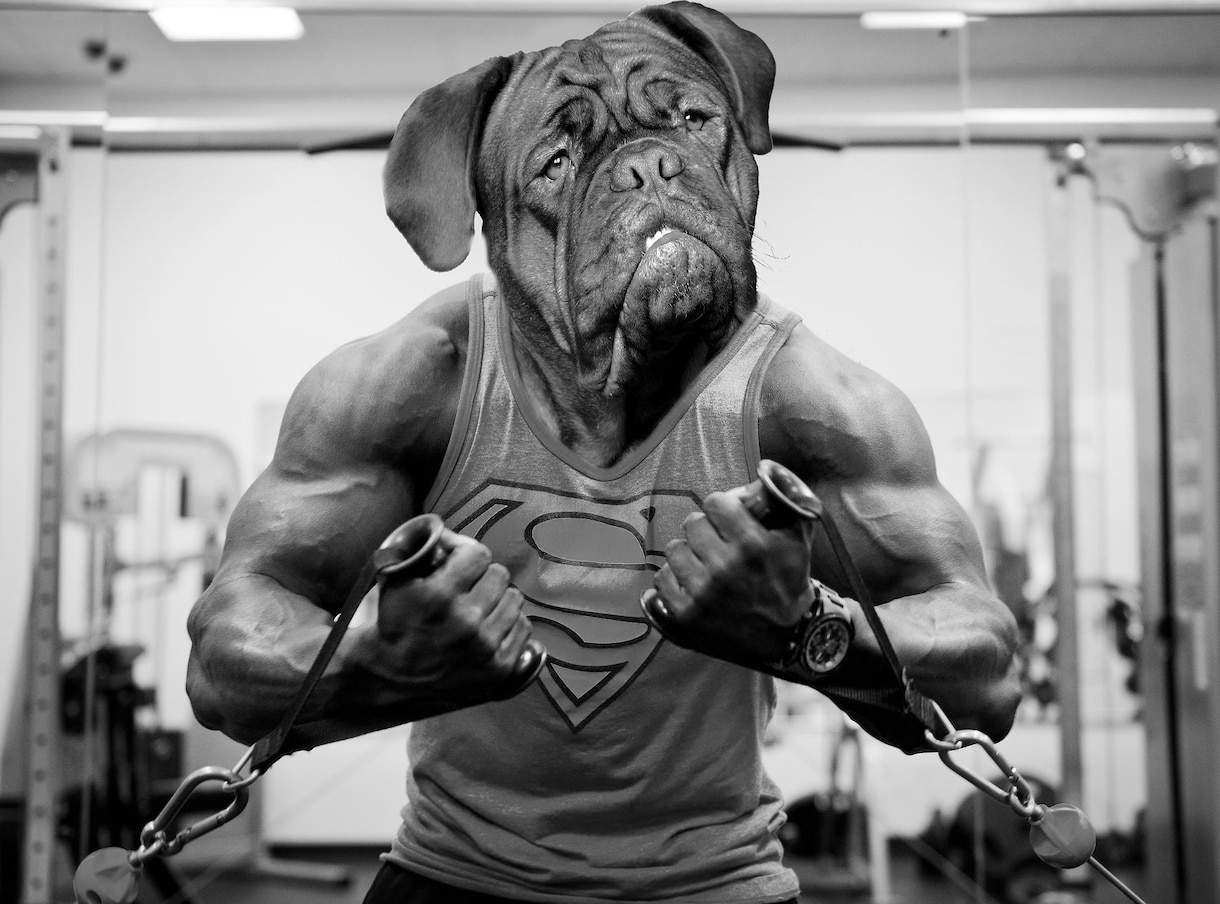 ブログで使える犬のフリー画像50枚を集めます 様々なシチュエーションに対応!!可笑しい!可愛い!!犬の画像 イメージ2