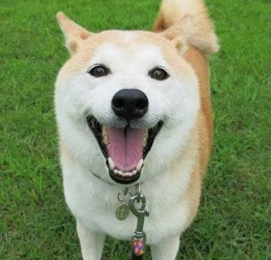 ご家族の犬の似顔絵描きます かわいい家族を携帯の待ち受け用にしたいあなたへ イメージ1